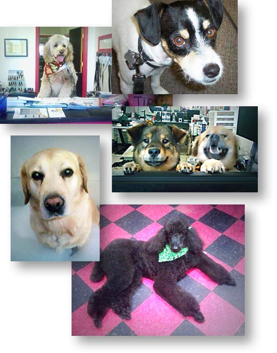 Dog Grooming Gallery 1